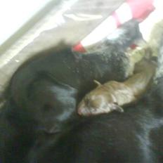 Blanding af racer Mille <3 R.I.P