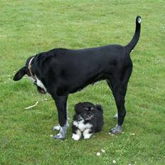 Blanding af racer Mille <3 R.I.P