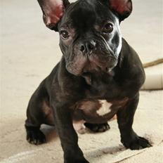 Fransk bulldog Milo