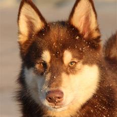 Finsk hyrdehund Russjkat R.I.P