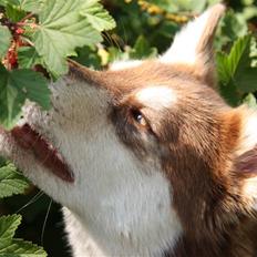 Finsk hyrdehund Russjkat R.I.P