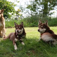 Finsk hyrdehund Russjkat R.I.P