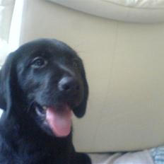 Labrador retriever Simba