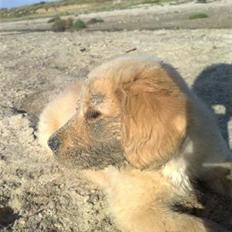 Golden retriever Bonzo