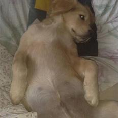 Golden retriever Bonzo