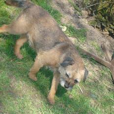 Border terrier Dalshøj´s Little Hot Lady 