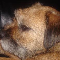 Border terrier Dalshøj´s Little Hot Lady 