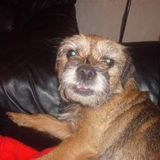 Border terrier Dalshøj´s Little Hot Lady 