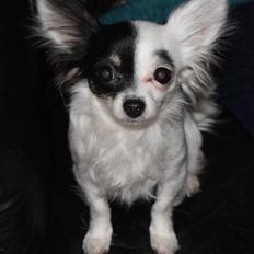 Chihuahua Lerche`s Dine