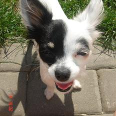 Chihuahua Lerche`s Dine