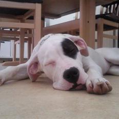 Dogo argentino PPC Heffer