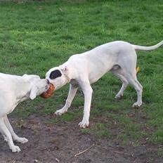 Dogo argentino PPC Heffer