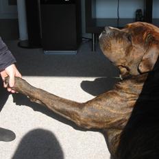 Blanding af racer Kanzo