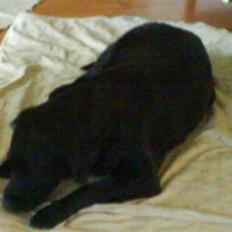 Labrador retriever Gaia