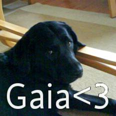 Labrador retriever Gaia