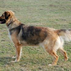 Blanding af racer Lani