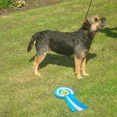 Border terrier Dalshøj´s suchi