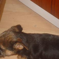 Border terrier Dalshøj´s suchi