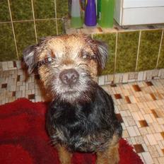 Border terrier Dalshøj´s suchi