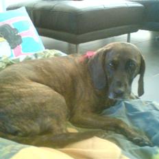 Blanding af racer Sally