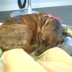 Blanding af racer Sally