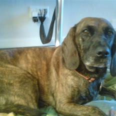 Blanding af racer Sally