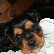 Cavalier king charles spaniel cæsar d 2