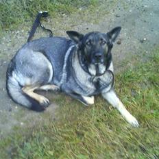 Schæferhund fanny R.I.P <3