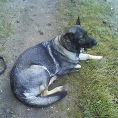 Schæferhund fanny R.I.P <3