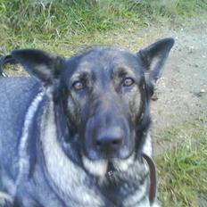 Schæferhund fanny R.I.P <3
