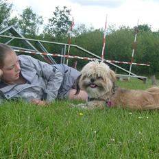 Lhasa apso cille<3