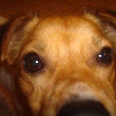 Blanding af racer Buster<3