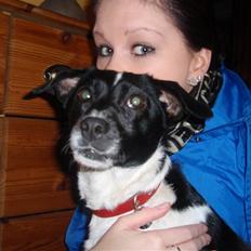 Dansk svensk gaardhund *Tøsen*