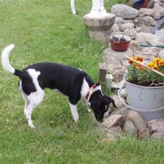 Dansk svensk gaardhund *Tøsen*