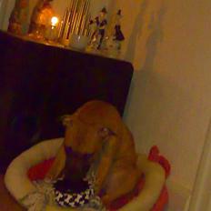 Amerikansk staffordshire terrier Zindy