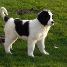 Landseer Bine 