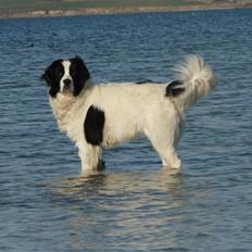 Landseer Bine 