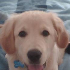 Labrador retriever chicko 