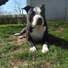 Amerikansk staffordshire terrier Nala