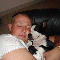 Amerikansk staffordshire terrier Nala