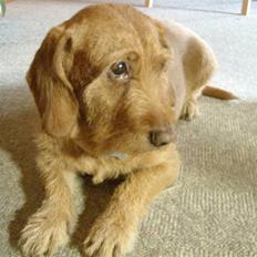 Basset fauve de bretagne Krauholt Kathleen