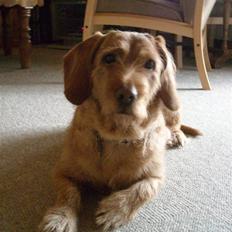 Basset fauve de bretagne Krauholt Kathleen