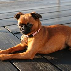 Petit basset griffon wendéen Lotus