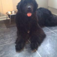 Newfoundlænder Sandie R.I.P