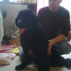 Newfoundlænder Sandie R.I.P