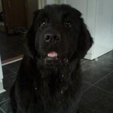 Newfoundlænder Sandie R.I.P