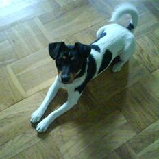 Dansk svensk gaardhund Buster