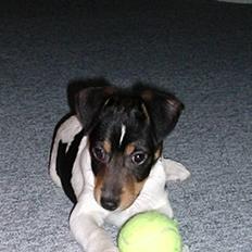 Dansk svensk gaardhund Buster