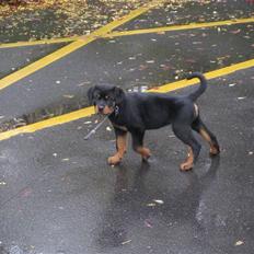 Rottweiler Bella