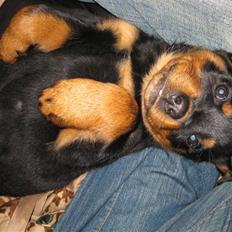 Rottweiler Bella